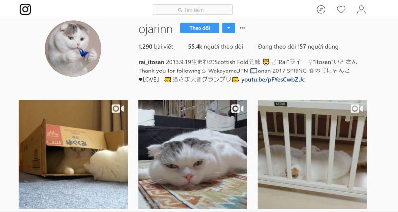 meo scottish fold (5).jpg